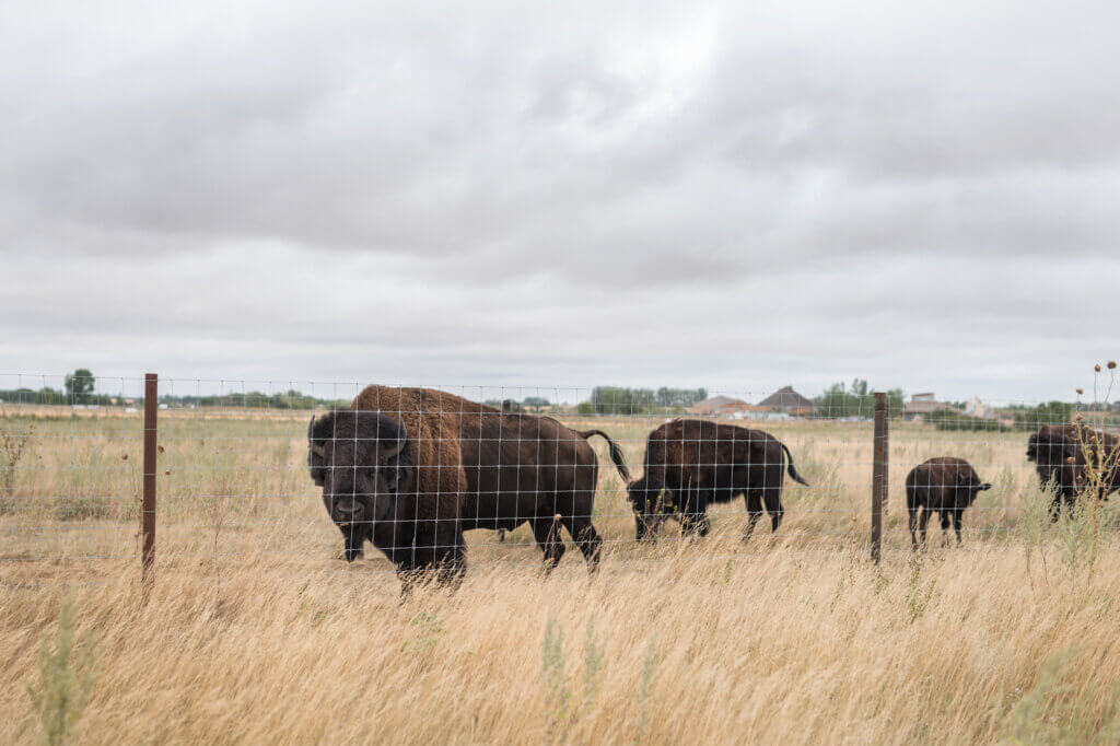 Bufflalo roaming at Wanuskewin Park, near Saskatoon