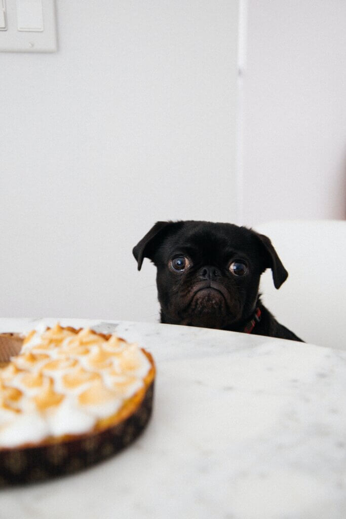 Counter surfing behaviour by dogs can be stopped