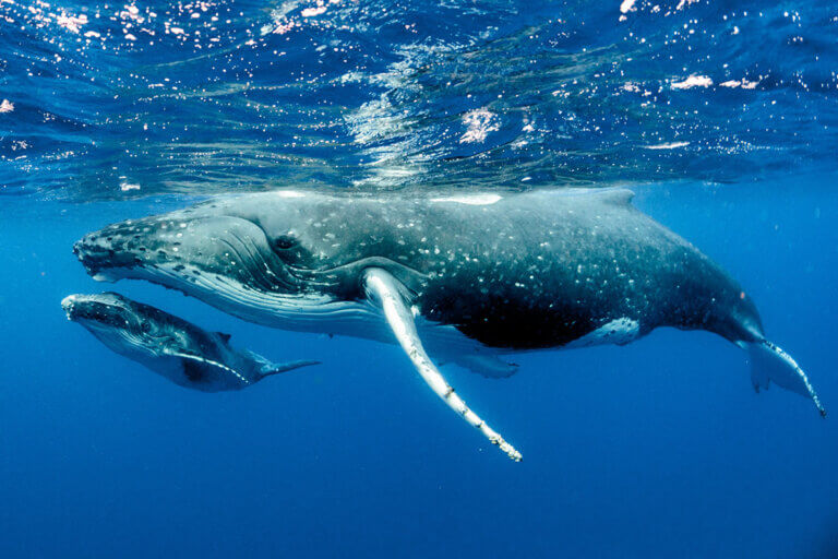 Toast travel trend forecasts for 2021, and here is a whale and its baby in the ocean