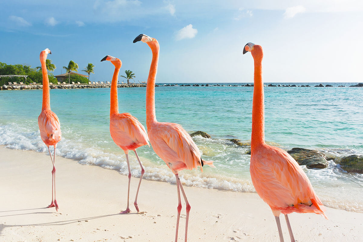 Aruba’s famous pink flamingos walking on the beach, part of Toast's Islands in the Sun