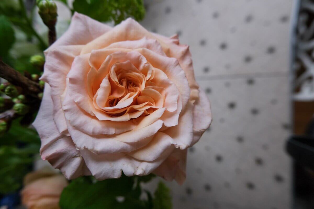 Peach coloured rose from Twig & Bloom, part of March acitivities in Saskatoon