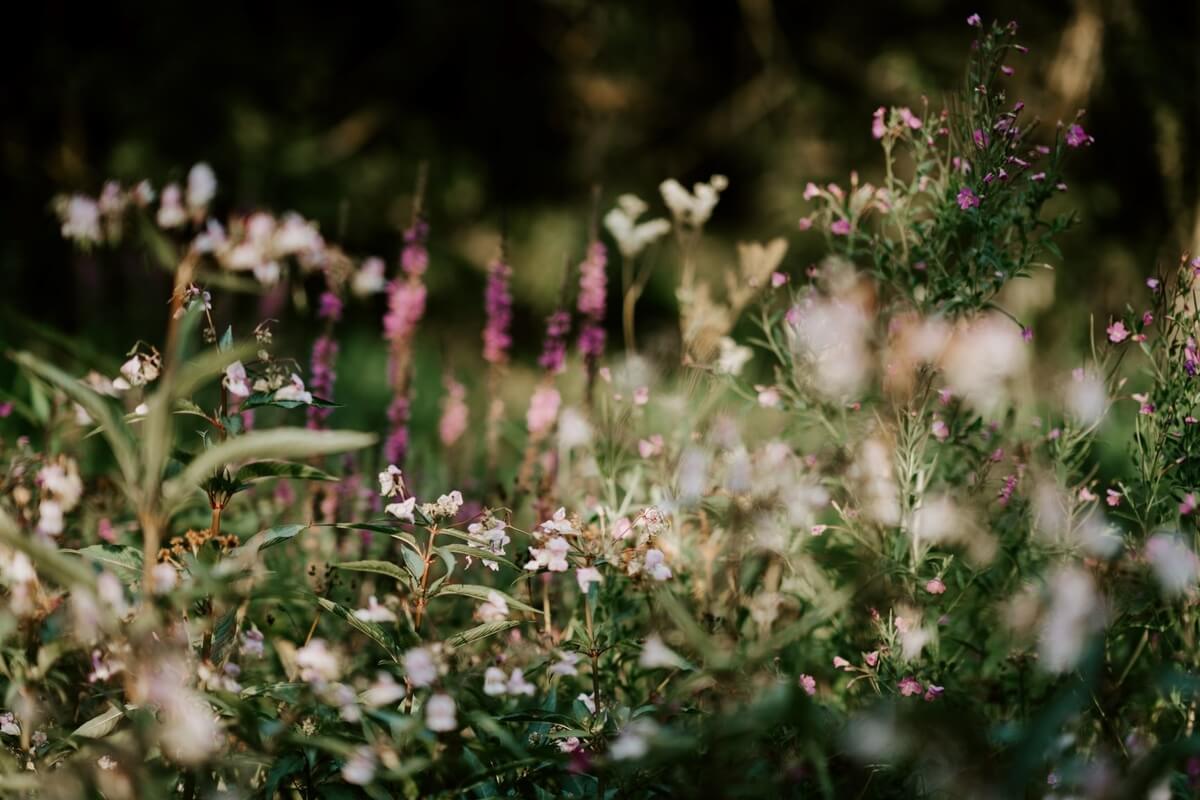 Multi-coloured wildflowers in a garden