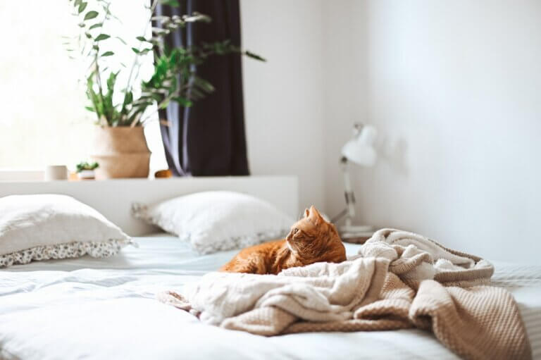 orange cat relaxing on a bed, 4 simple ways to get better sleep tonight