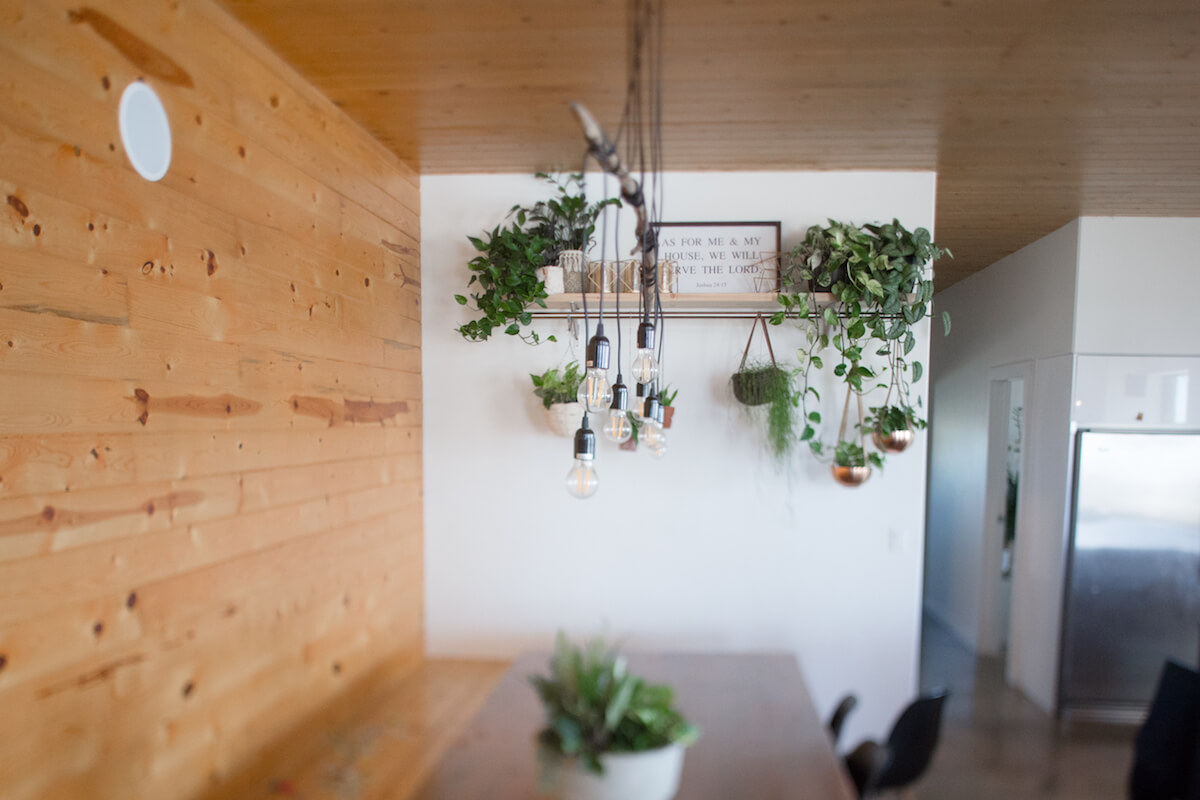 a variety of amazing houseplants in a kitchen