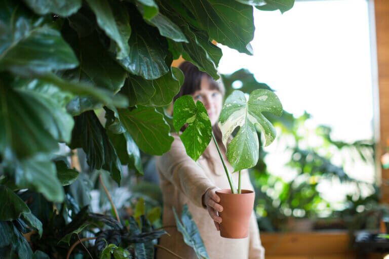 woman standing behind amazing houseplants