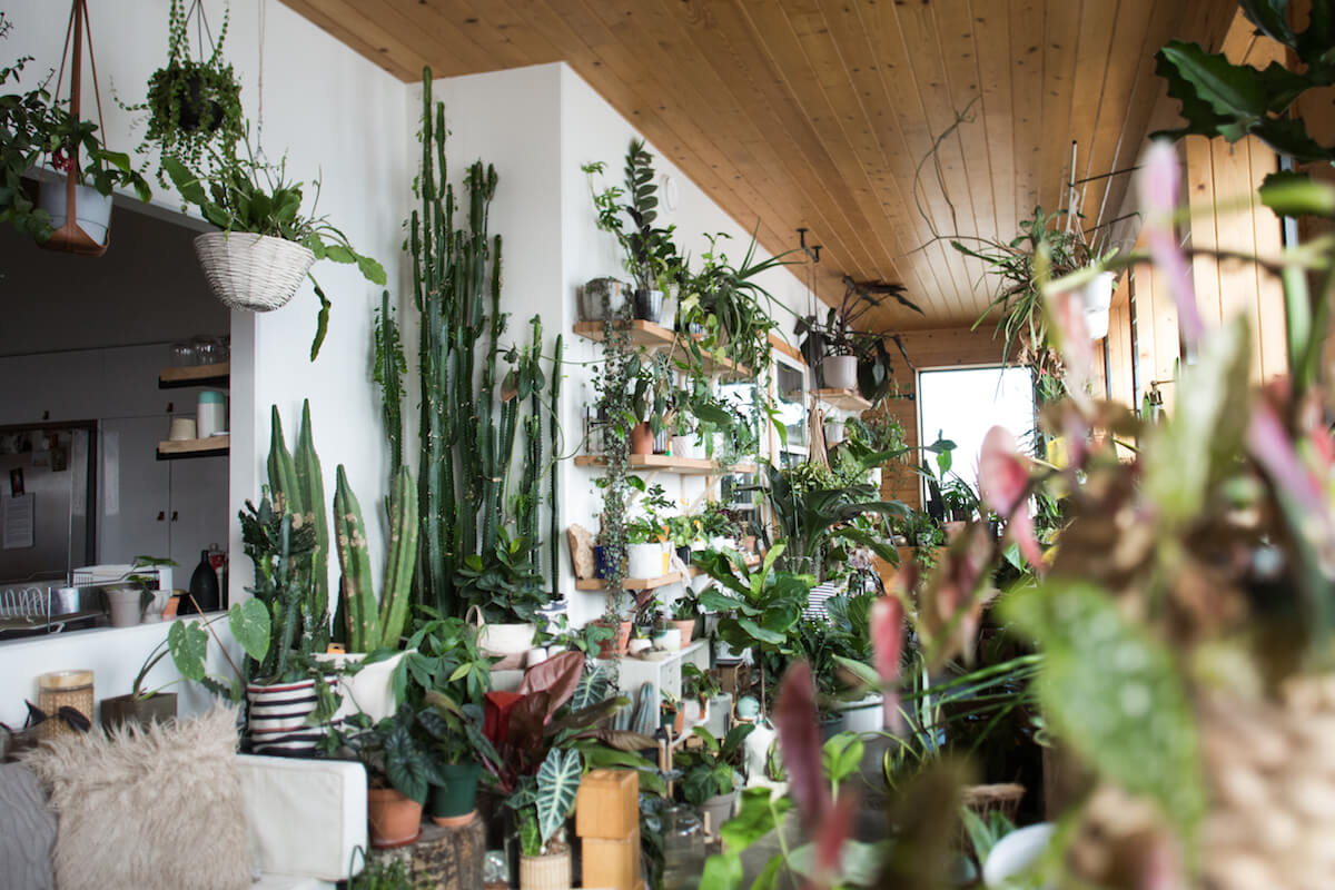 a room with shelves full of amazing houseplants