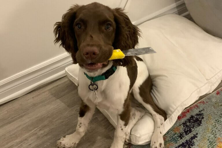 brown & white puppy with a tool in its mouth, puppy proofing your home
