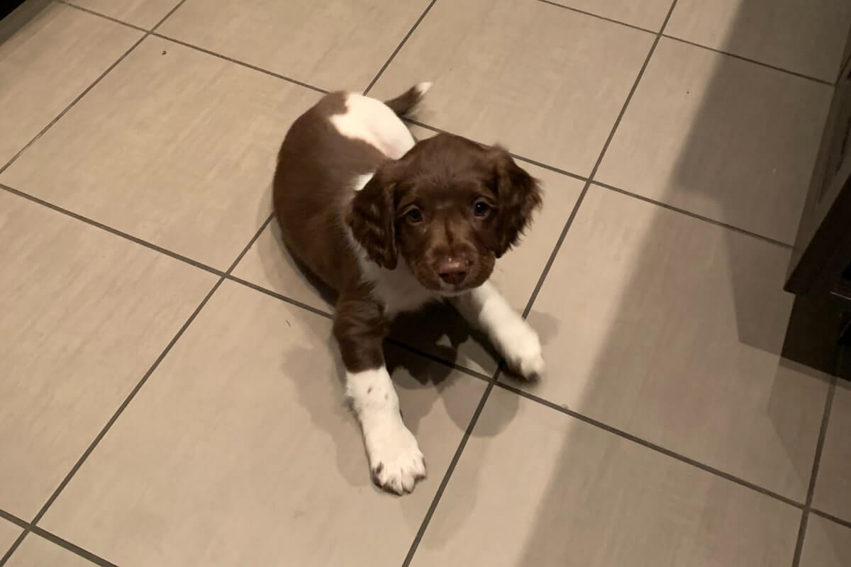 brown & white puppy on the floor, puppy proofing your home