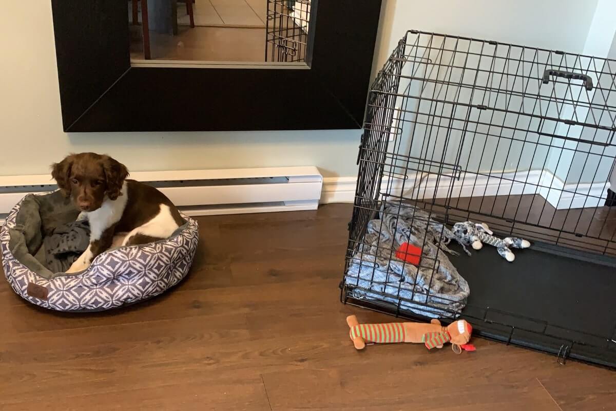 brown & white puppy laying on its bed with crate nearby, puppy proofing your home