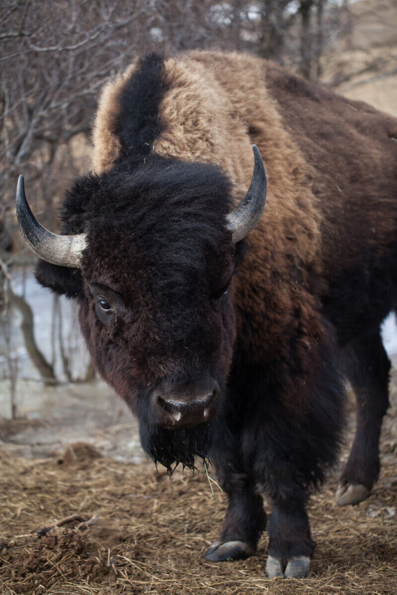 A bison on Bluebell Bison Ranch near Saskatoon