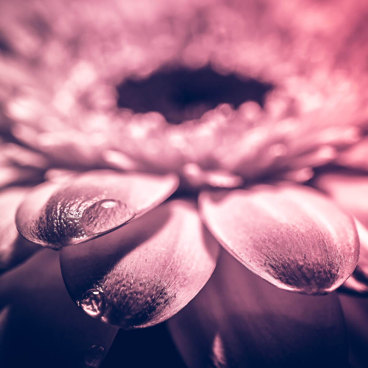 closeup droplet on a pink flower, only1andywright photography stands out