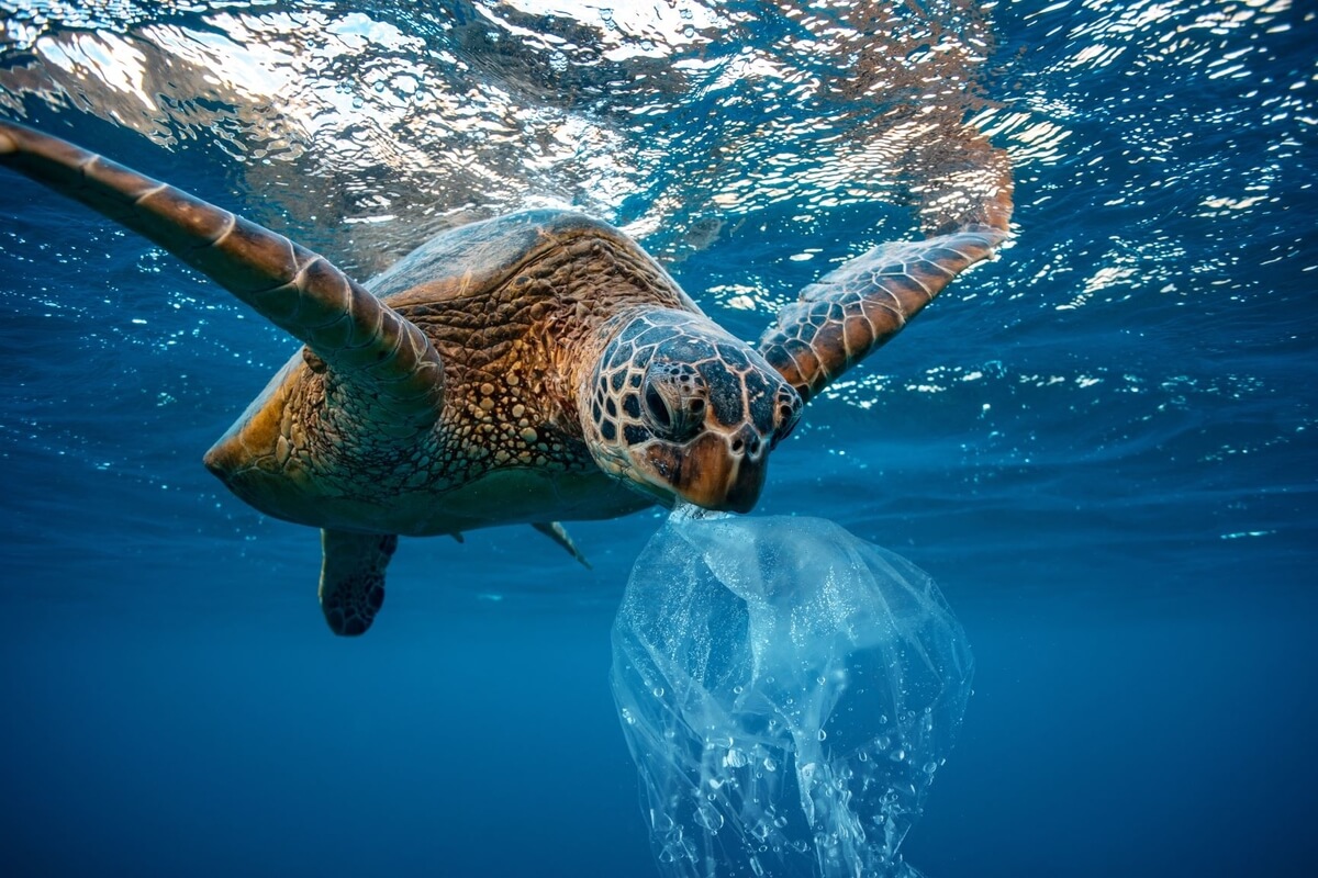 a swimming turtle with plastic in its mouth, save the oceans