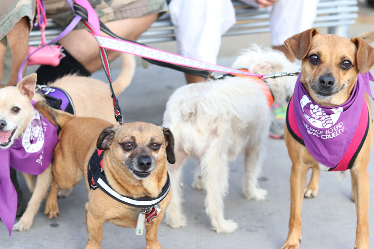 4 small dogs in the Texas SOCA Strutt Your Mutt event