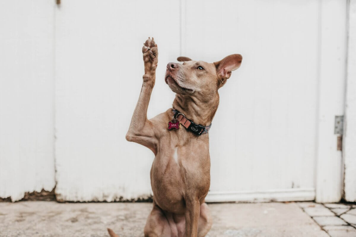 brown dog raising its paw at dallas animal services