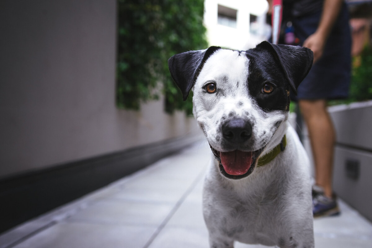 black and white dog at dallas animal services