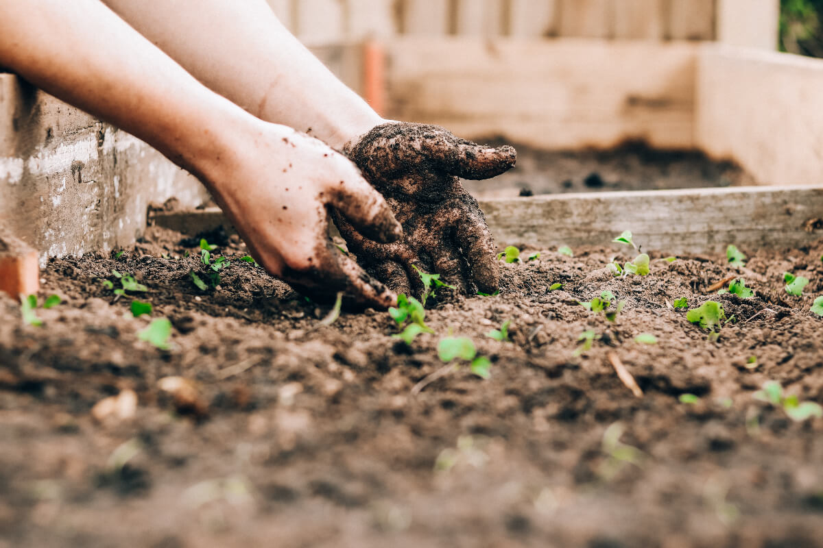 hands covered in dirt in a gardening bed