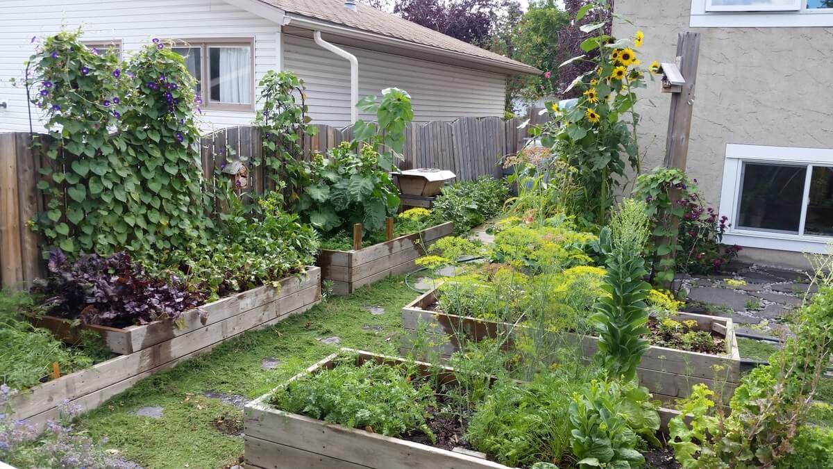 mature backyard garden with various grown plants