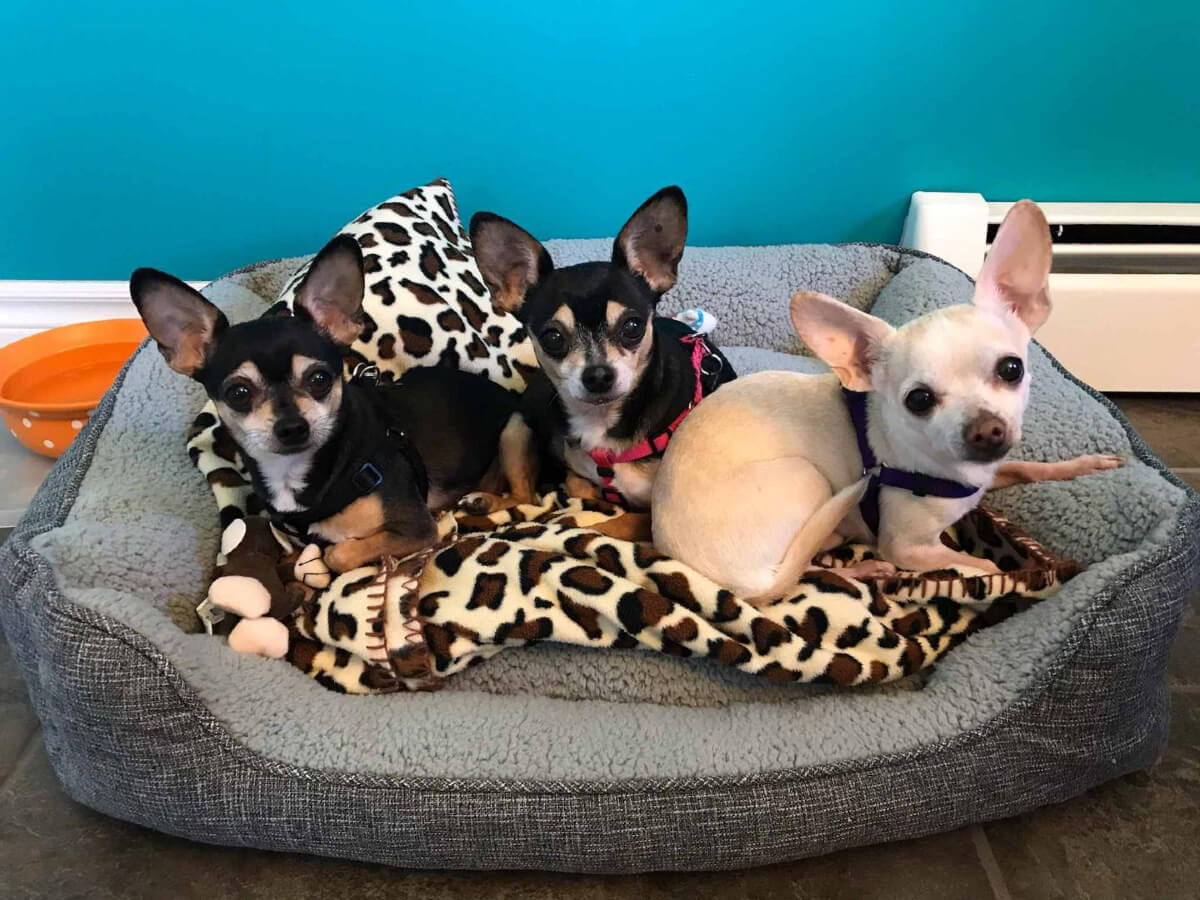 3 chihuahua dogs in a bed are seniors old dogs