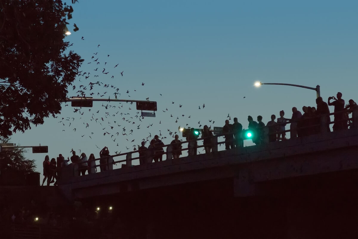 bats flying over bridge at annual bat fest in austin