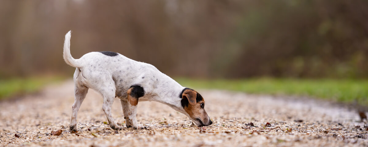 white, brown and black dog on a sniff and stroll as an alternative to dog parks