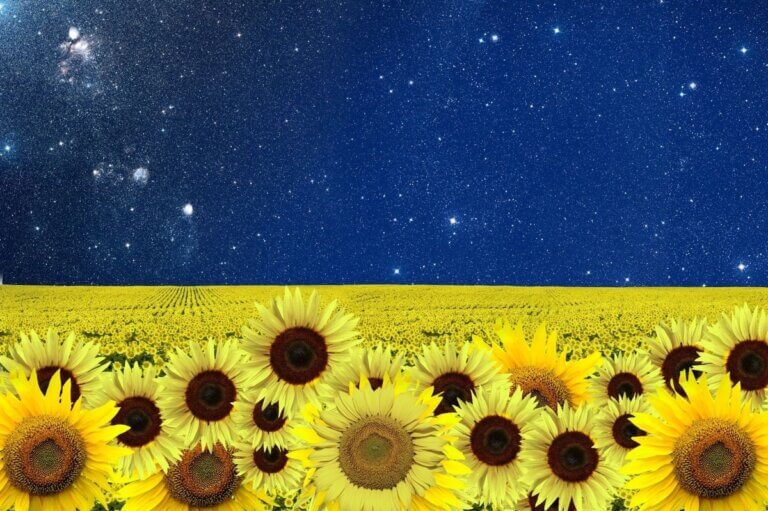 sunflowers and blue night sky at van gogh exhibit toronto