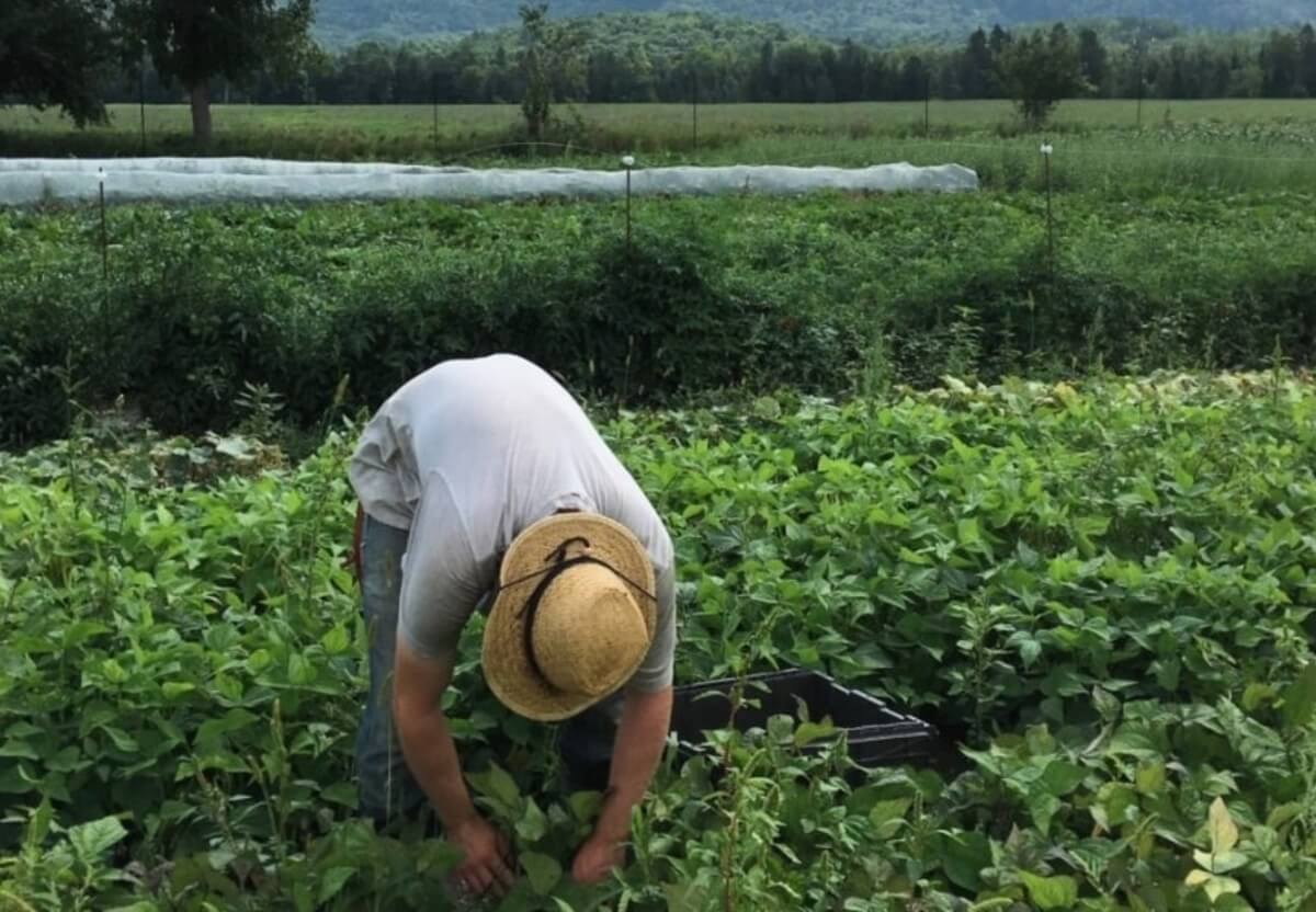 A person tending to a garden 