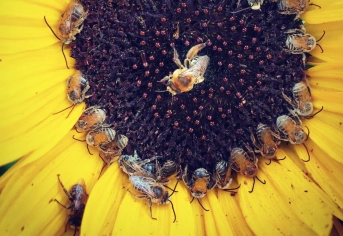 Bees pollinating a sunflower 