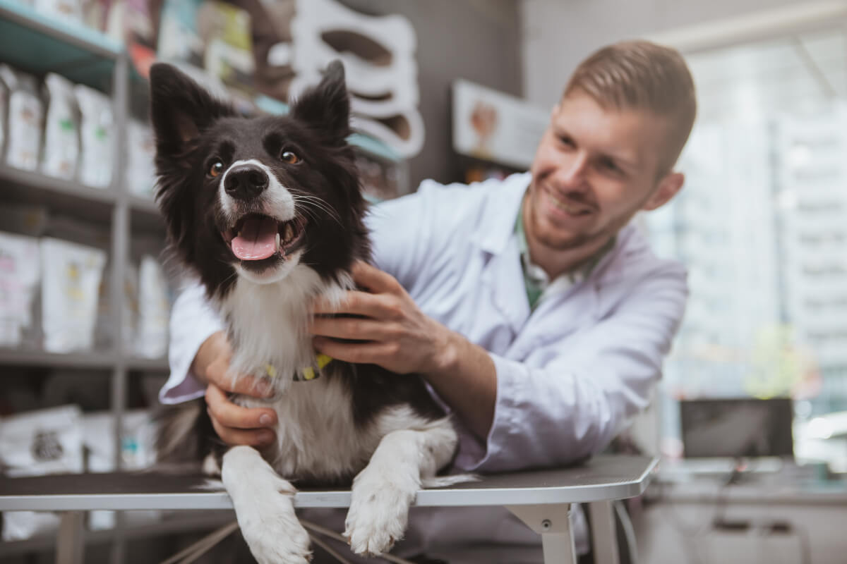 Veterinarian with a happy dog 
