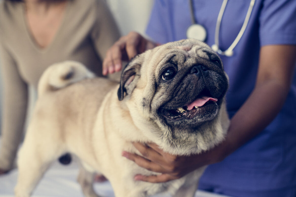 Happy pug being examined at a veterinary clinic 