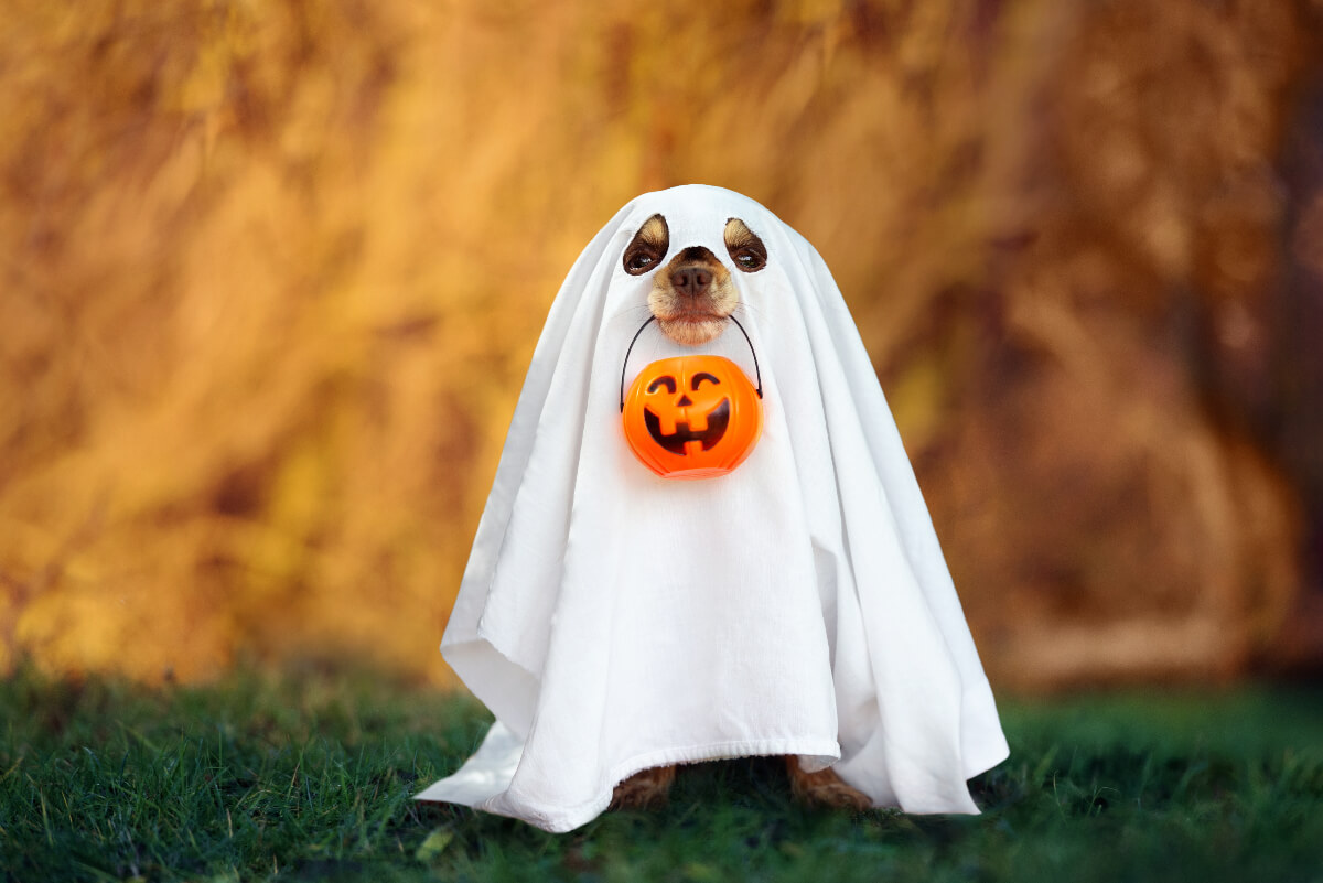 Dog in a ghost Halloween costume