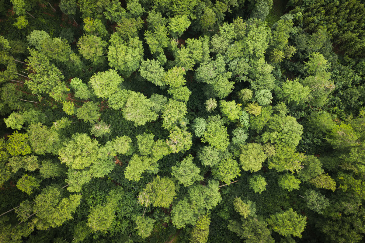 Top-down view of a green forest. 