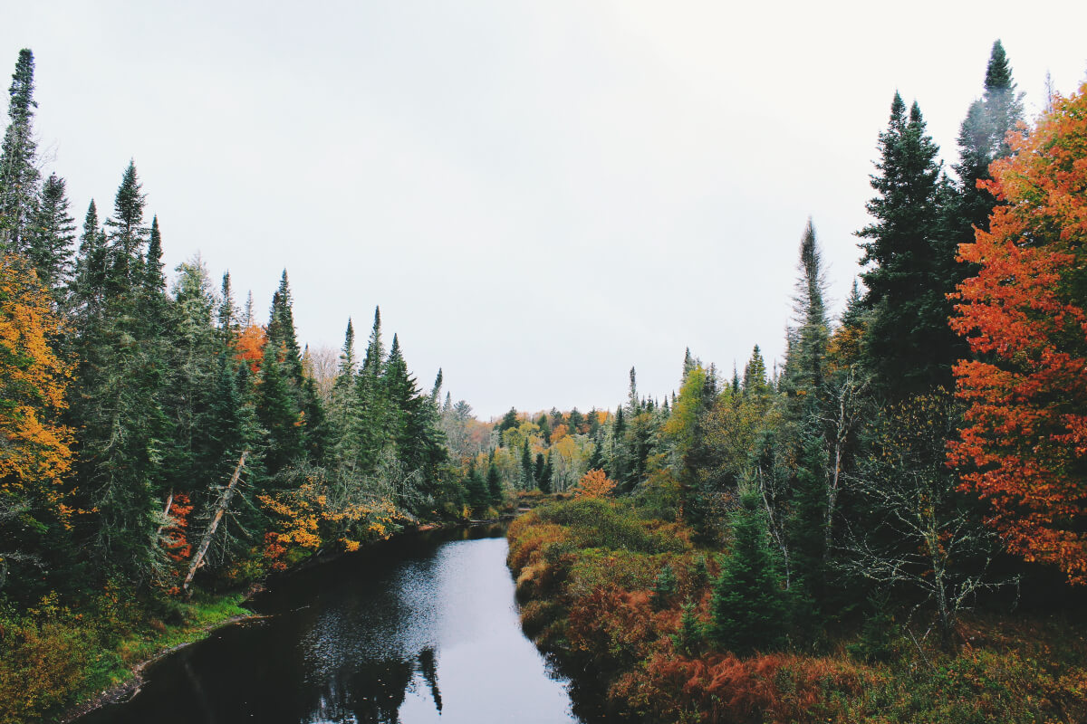 A river peacefully winds through a forest of coniferous trees. 
