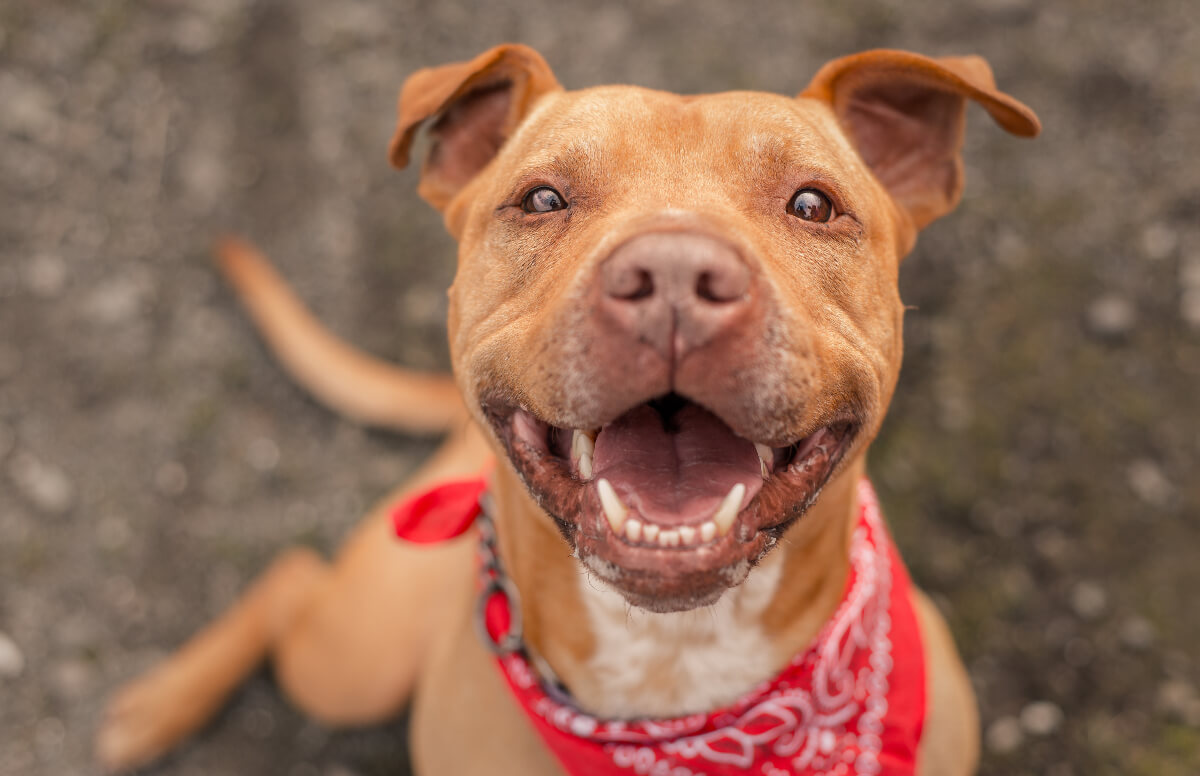 Pitbull smiling wearing a jaunty red handkerchief around his neck. A smile like this is reason enough to adopt a pet. 
