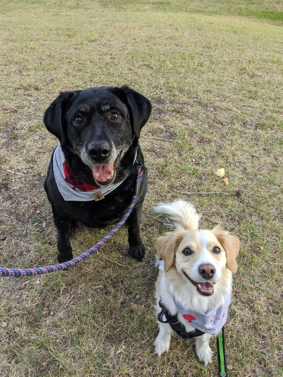 Photo of adopted dogs, Cooper and Dover.