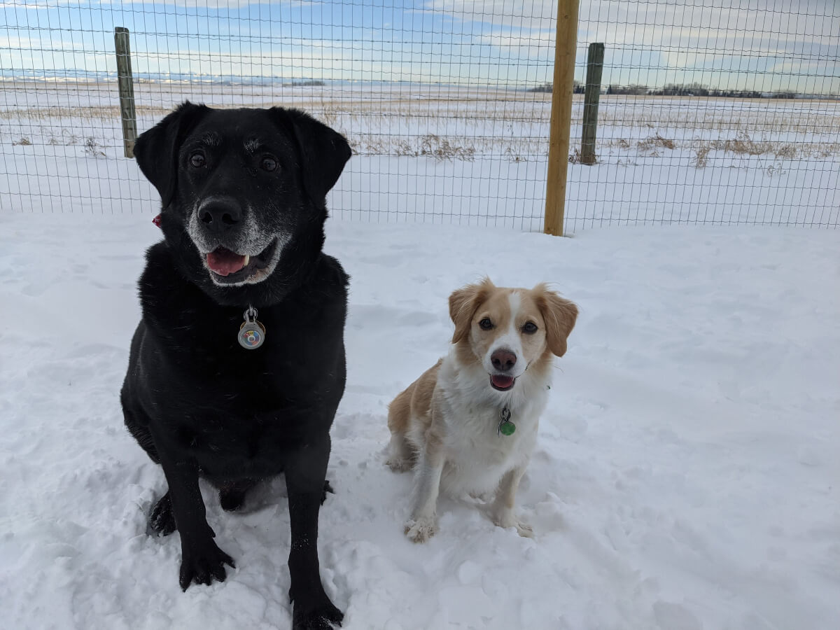 Photo adopted dogs, Cooper and Dover, happily sitting in the snow. 