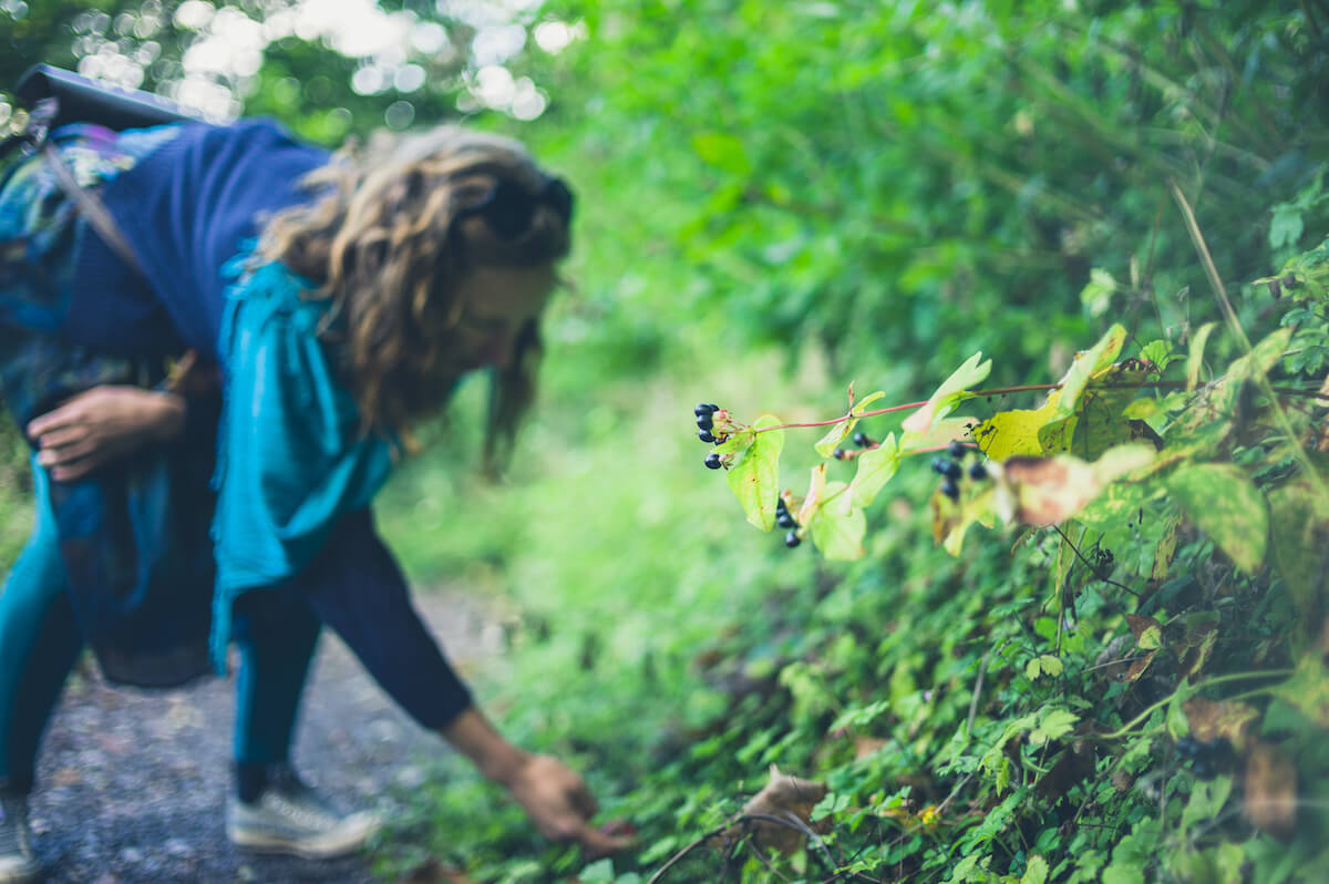 A young woman is collecting berries in the forest