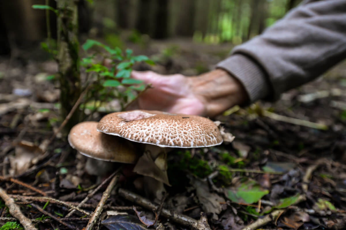 Hunting for mushrooms in a small forest near Silverstone in Northamptonshire, UK