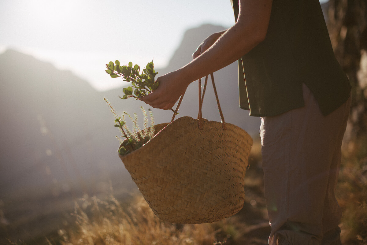 Closeup of someone holding a basket of wild plants and edibles