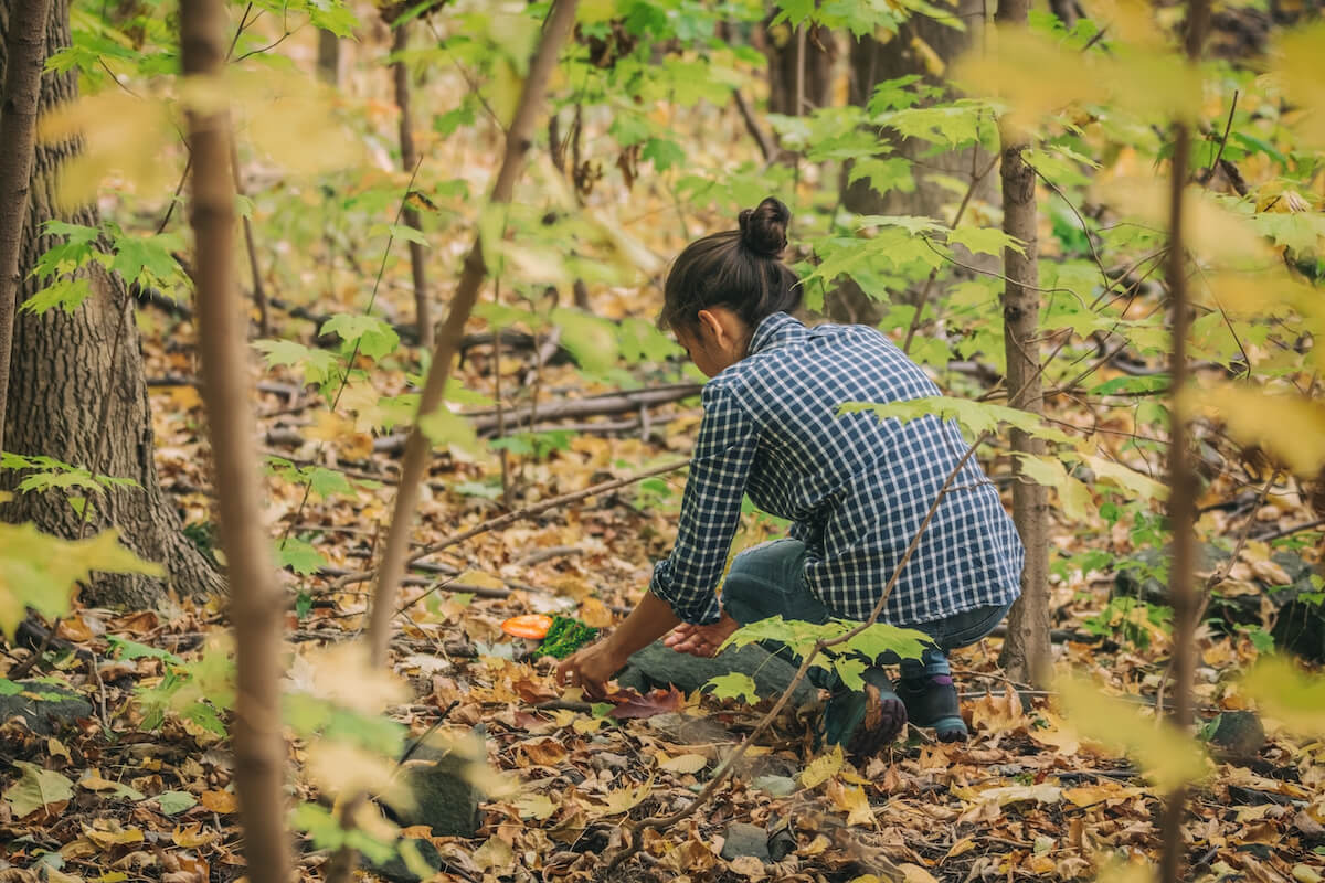 Mushroom picking during hike in the forest. Woman foraging the floor of woods in the wild during autumn. Natural food.