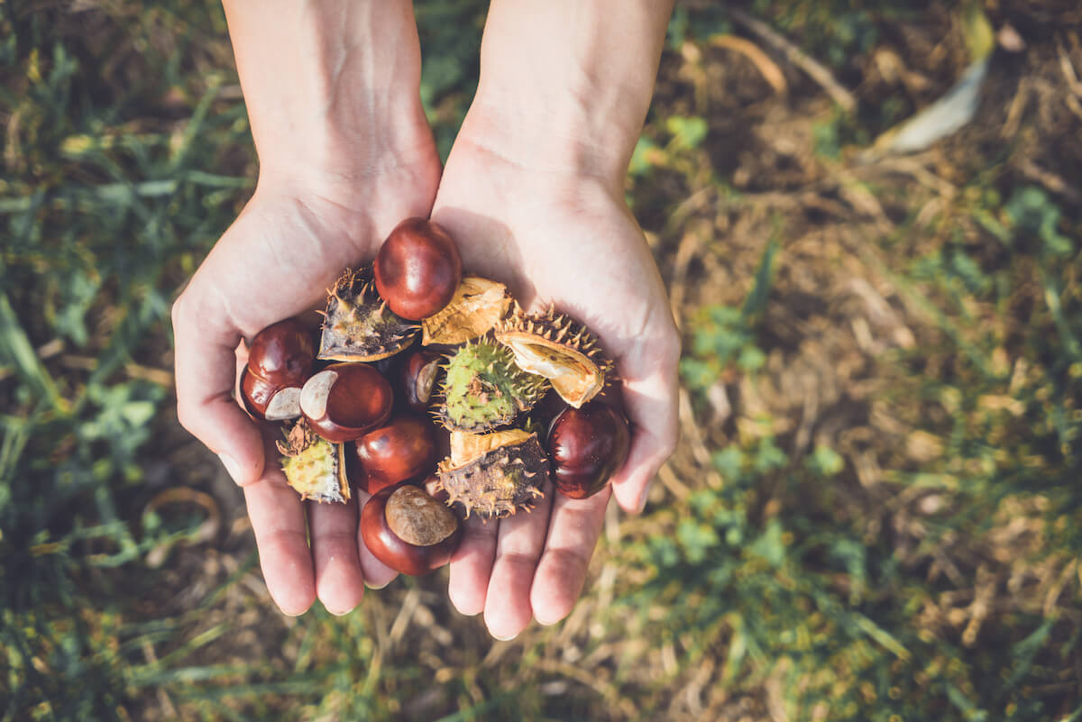 Close up of someone's hands with edible wild resources