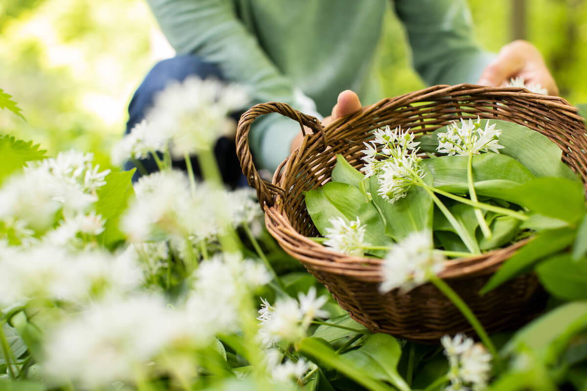 Close Up Of Woman Picking Wild Garlic In Woodland Putting Leaves In Basket