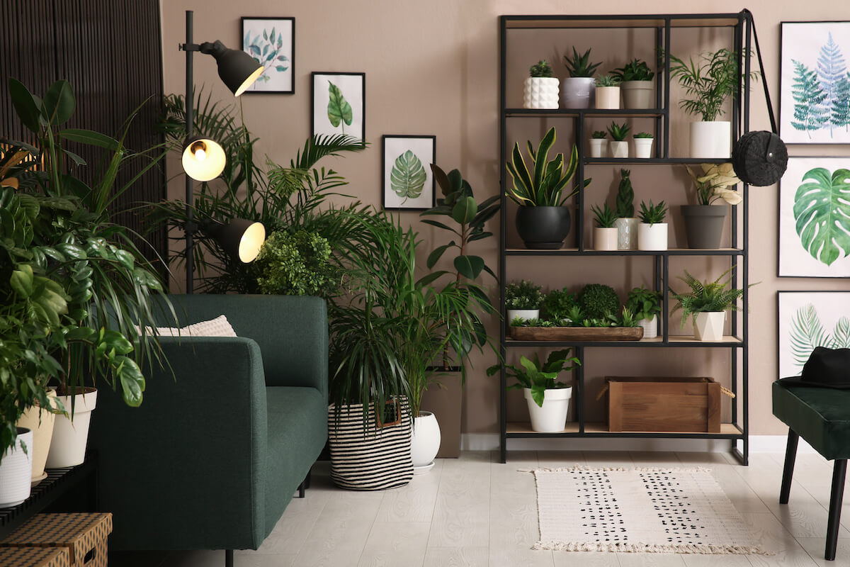 Best Houseplants For Low Light And How