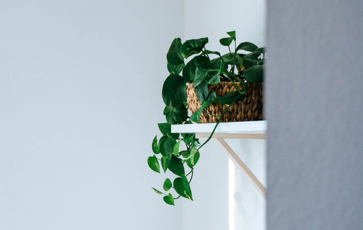 Potho plant on a shelf