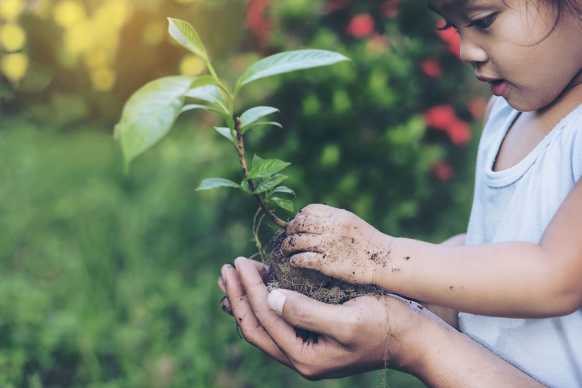 Hands growing a young plant / protect nature and environment concept to grow along with the child.