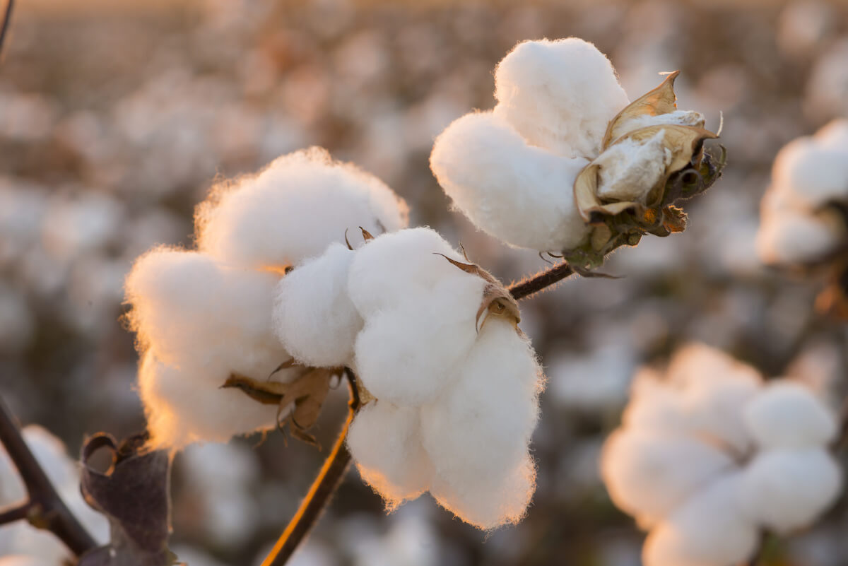 closeup of cotton plant