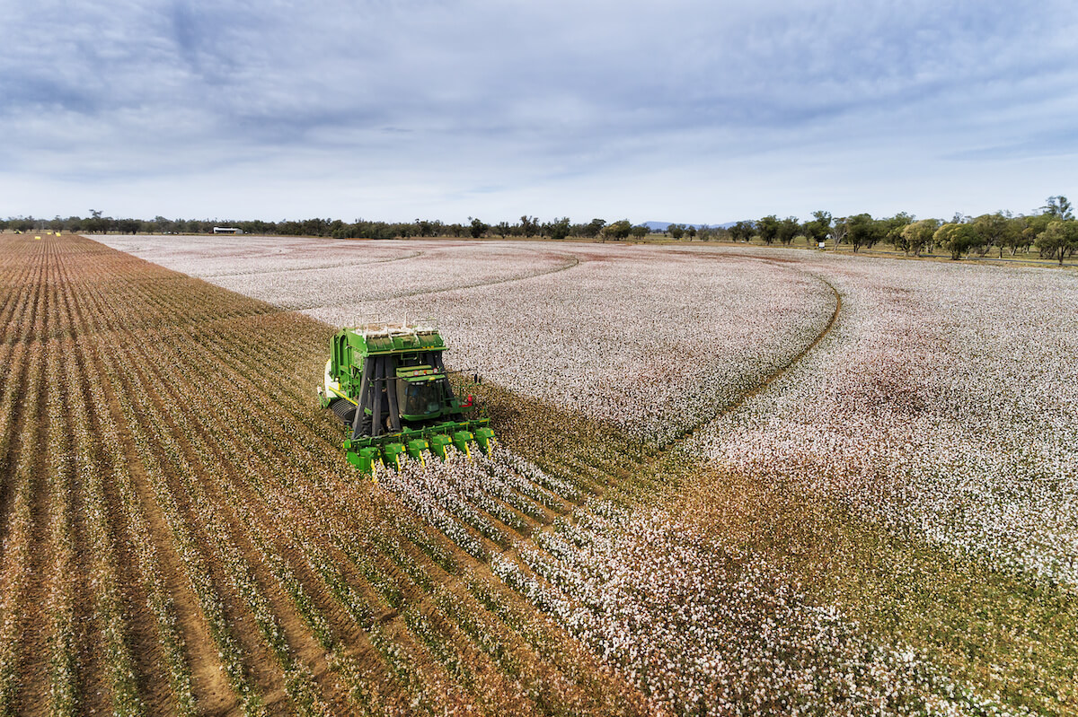 Straight rows of cotton plants with blossoming white boxes harvested by green industrial tractor under blue sky in elevated perspective view on a farm field in Australia.