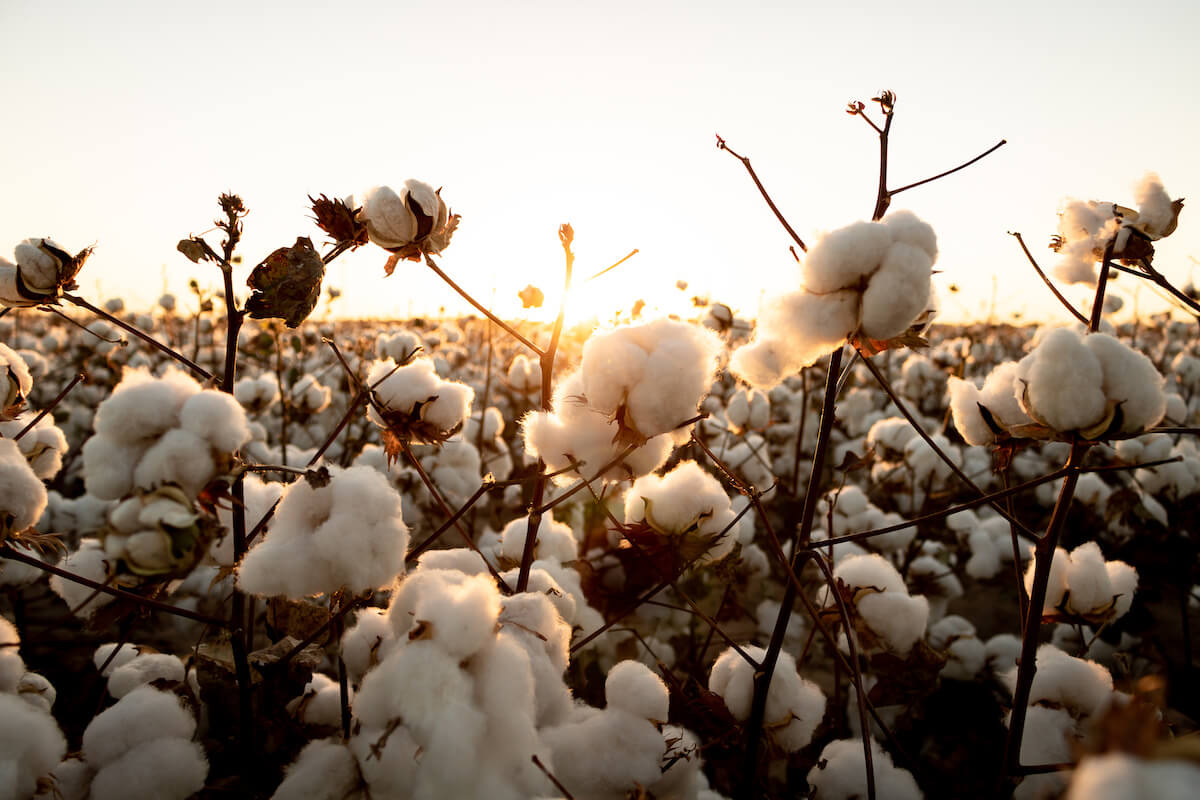 field of cotton 