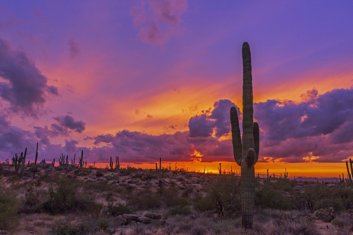 Vibrant Sunset off Scottsdale Arizona hiking trail with Saguaro Cactus 2019