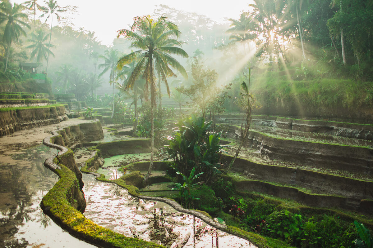 Beautiful sunrise over famous balinese landmark Tegalalang rice terraces. Magic sun rays, amazing light. Welcome to Bali travel concept.