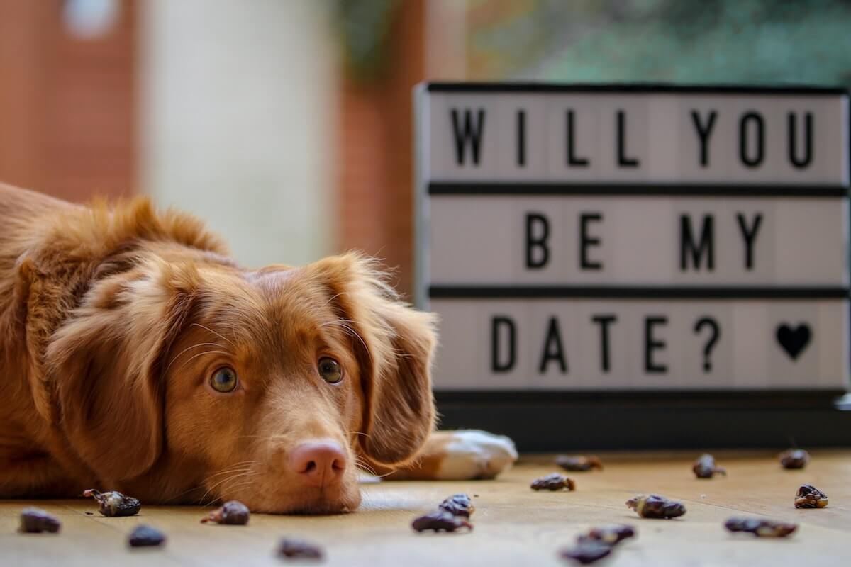 close up of a dog with the message 'Will you be my date?' in the background